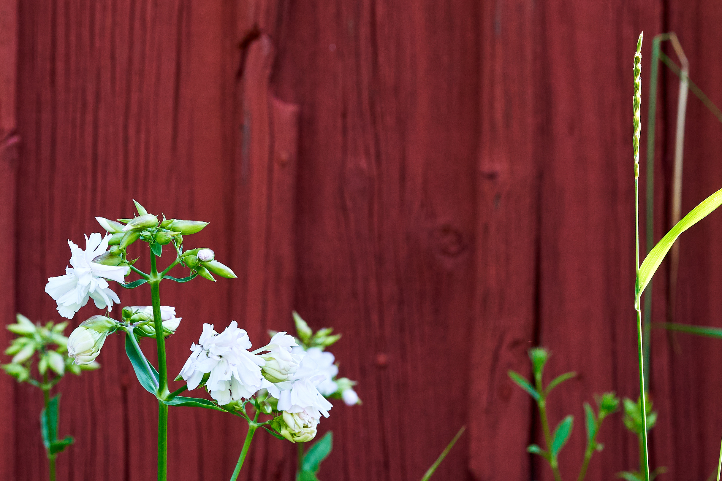 2022 07 22 Sverige 0736